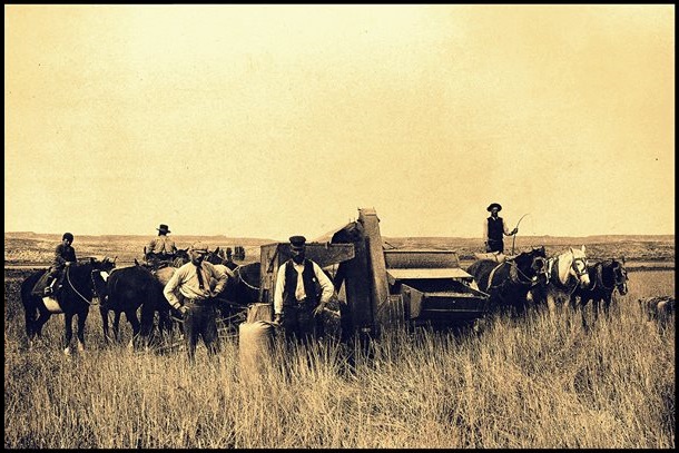 File:Cosecha de trigo en Drofa Gabets, valle del Chubut ca.1905.jpg