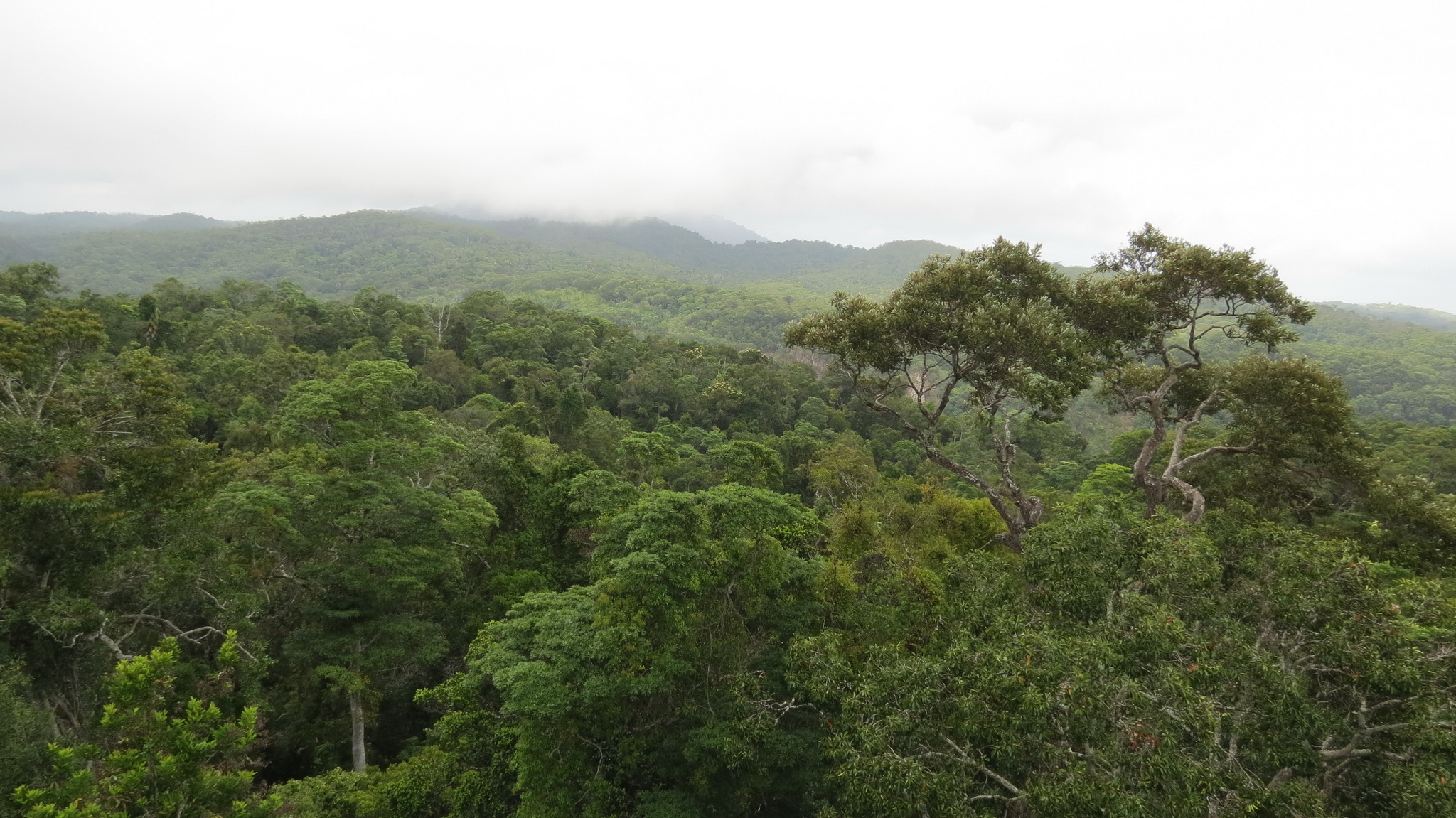 Rainforest 4K - The World's Amazing Tropical Rainforest