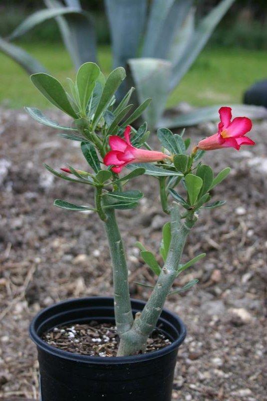 File:Desert Rose (Adenium obesum), Ghana.jpg - Wikipedia
