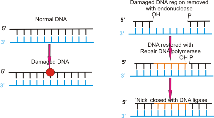 File:Dna repair.png