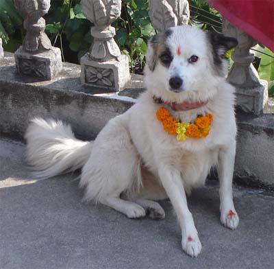 File:Dog worship in Hinduism.jpg