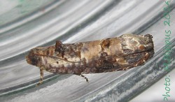 <i>Dudua aprobola</i> Species of moth
