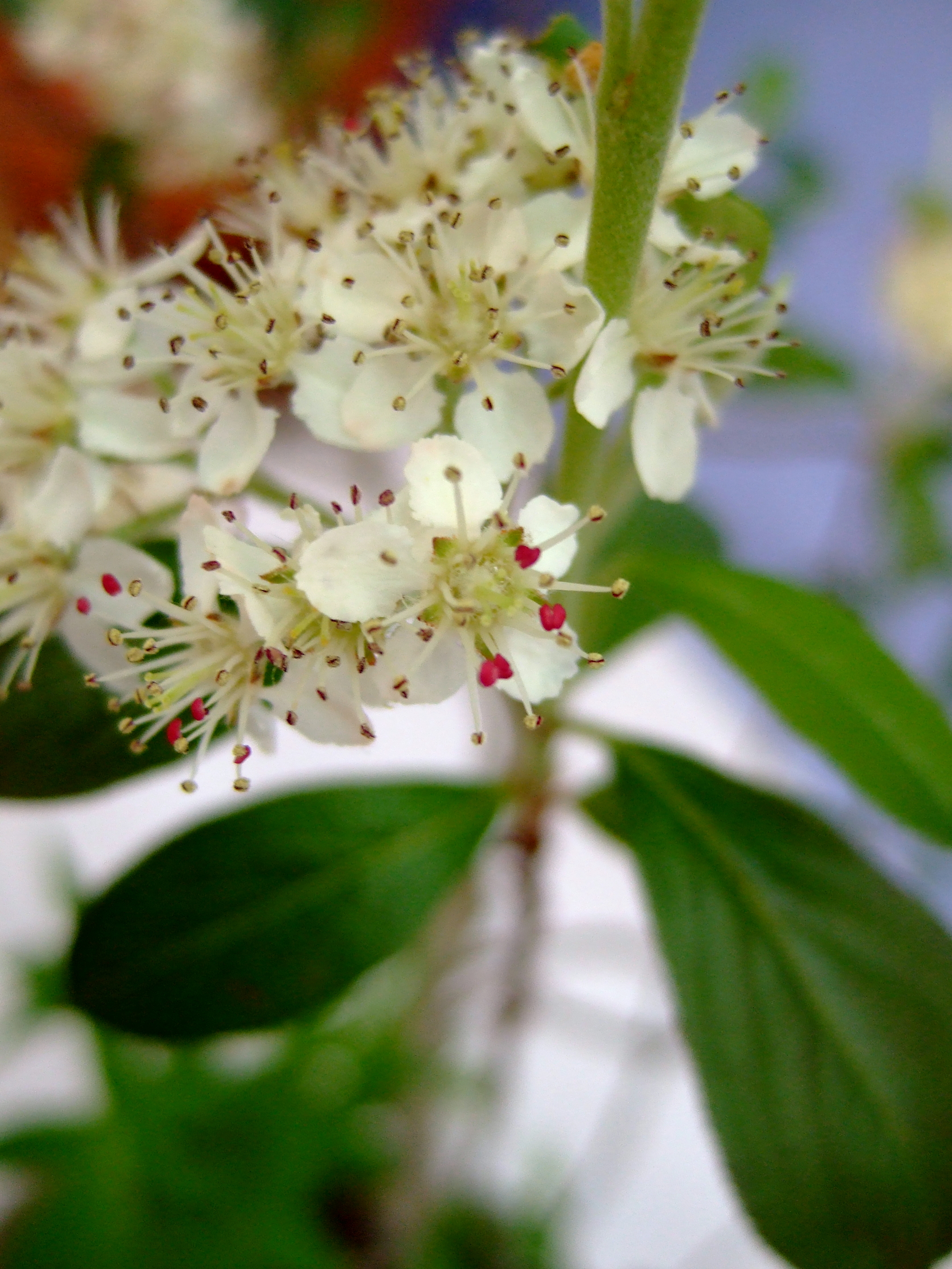 カマツカ 植物 Wikipedia