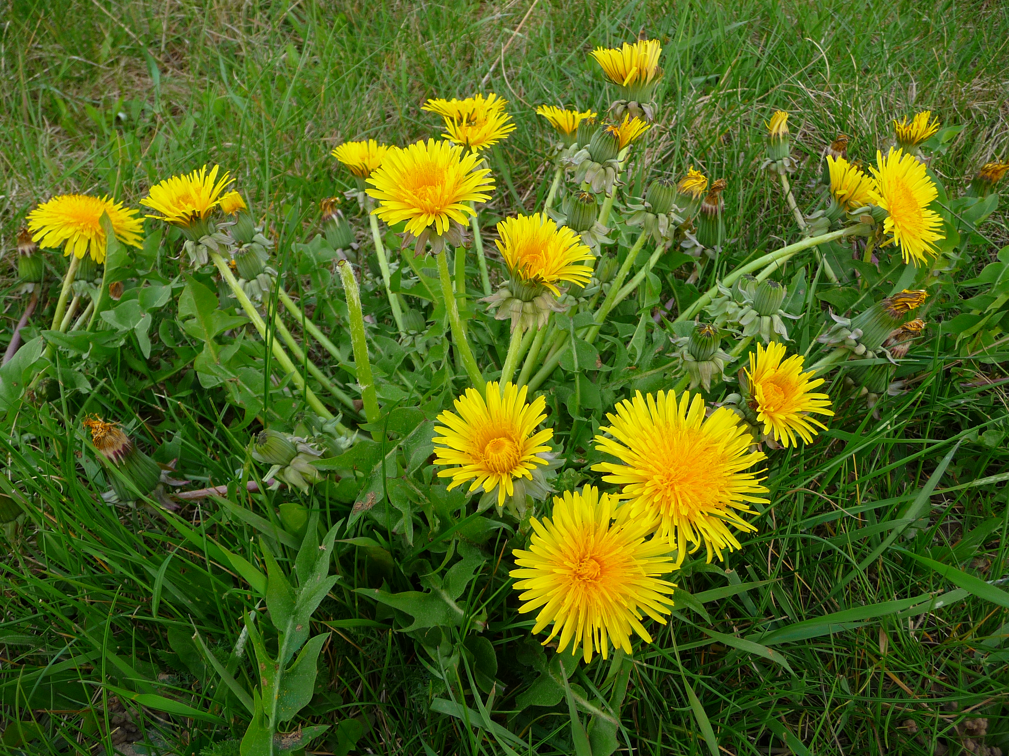 File:Gewöhnlicher Löwenzahn 2010.JPG - Wikimedia Commons