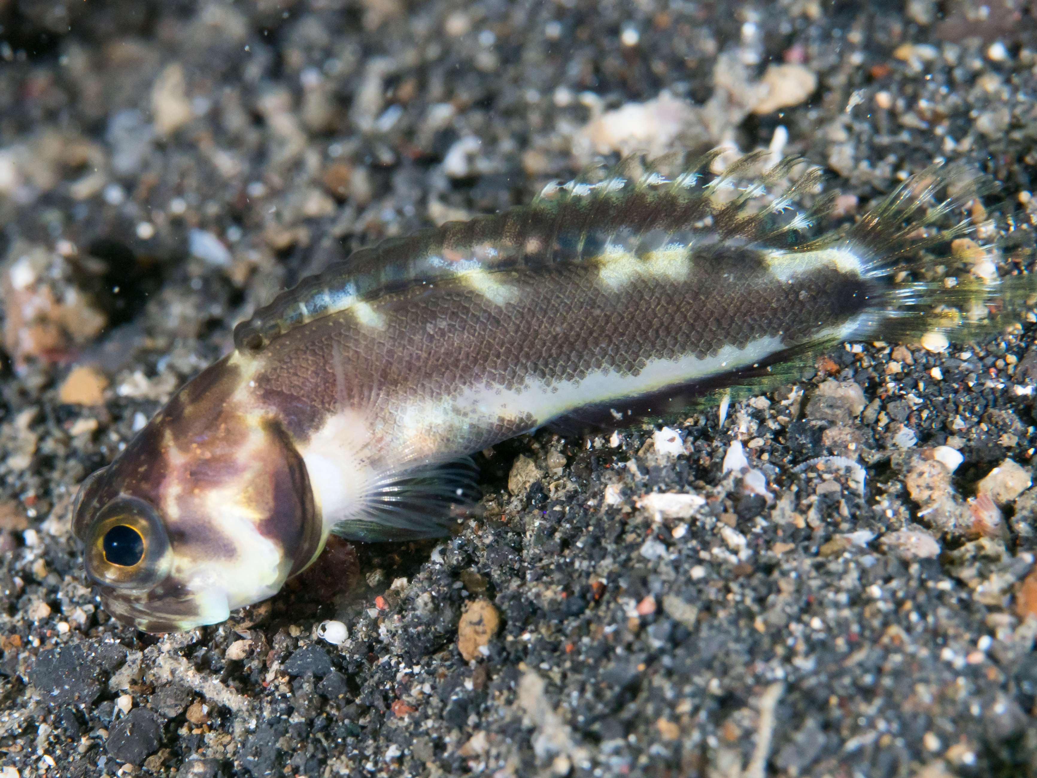 Хвойная рыба. Сом Арлекин. Рыба Арлекин в Австралии. Сосновая рыба. Рыба на сосне.