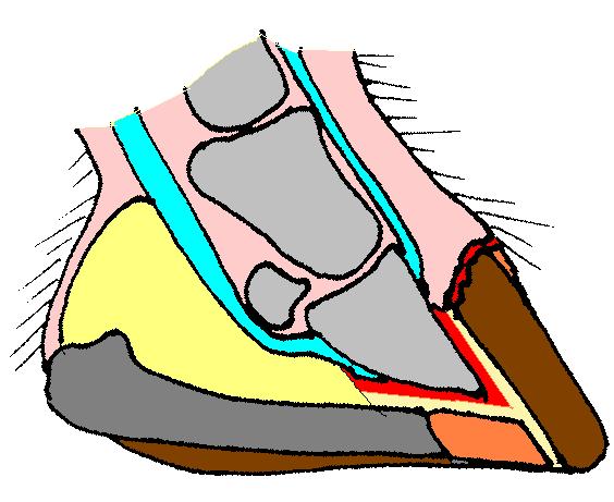 File:Horse hoof wild bare sagittal.jpg