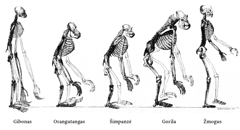 File:Huxley - Mans Place in Nature(LT).png