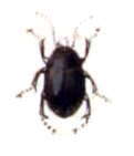 Hydroporus erythrocephalus