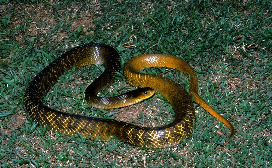 Indigo Snake (Drymarchon corais) (7774161874).jpg