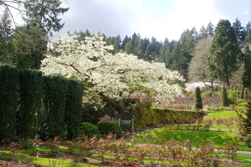 File:Int. Rose Test Garden, Portland.jpg