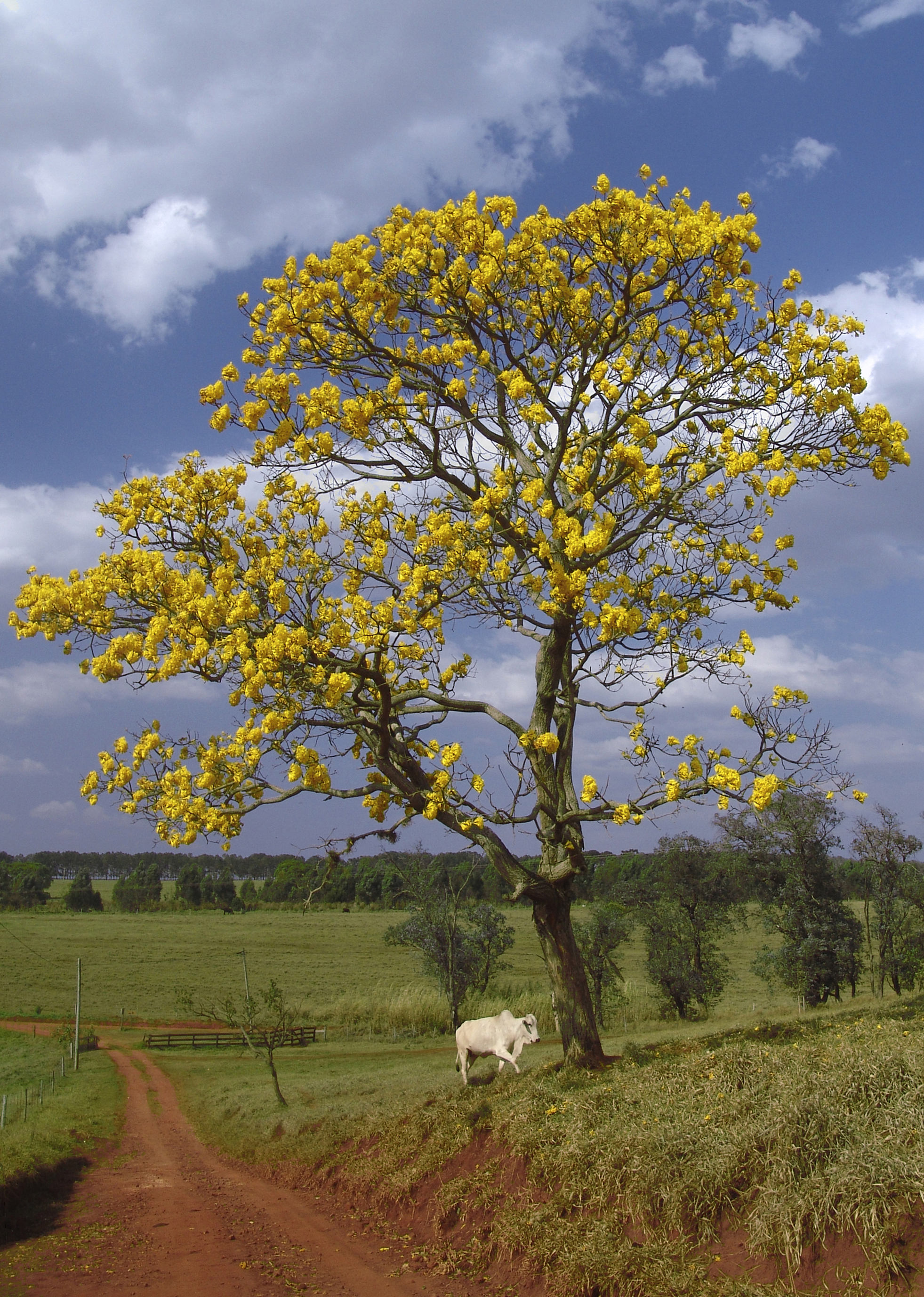 Handroanthus chrysanthus - Wikipedia, la enciclopedia libre