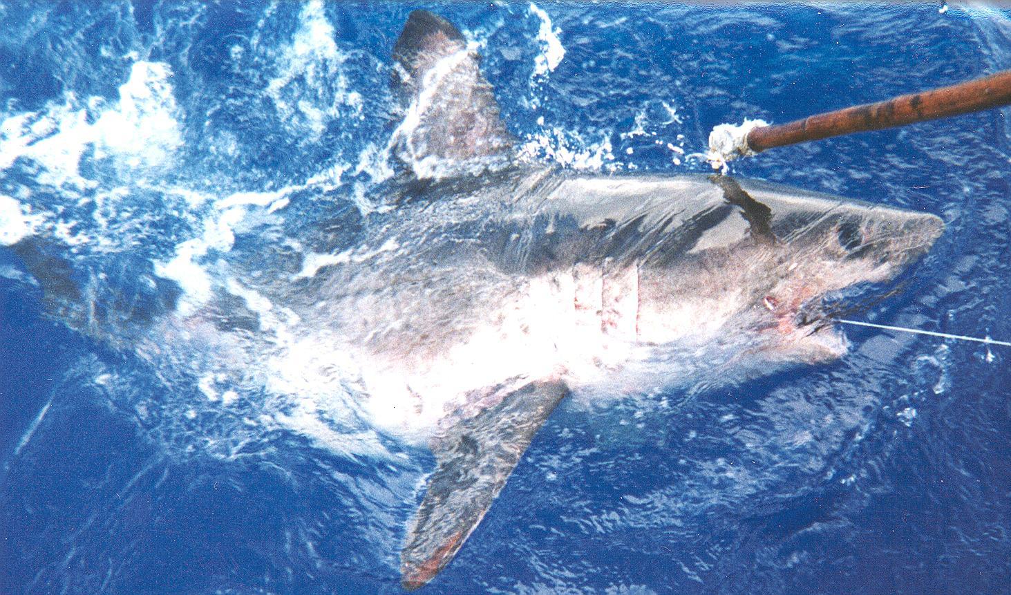 Salmon Shark Fishing, Alaska Other Species Articles