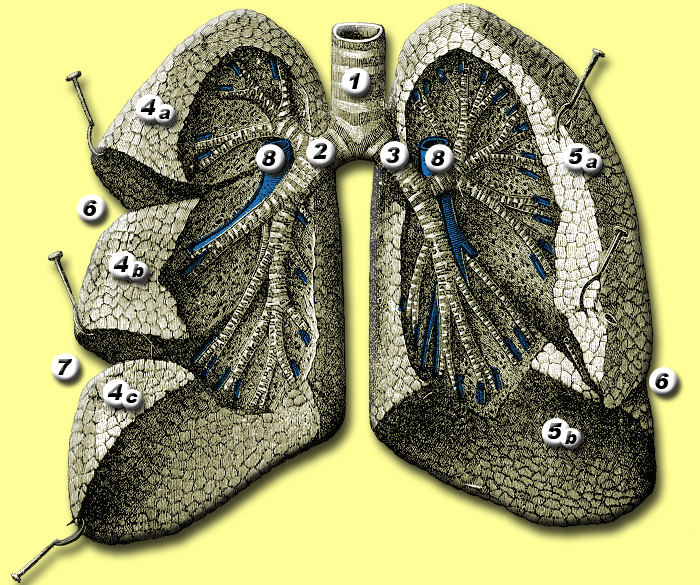File:Lungs anatomy.png