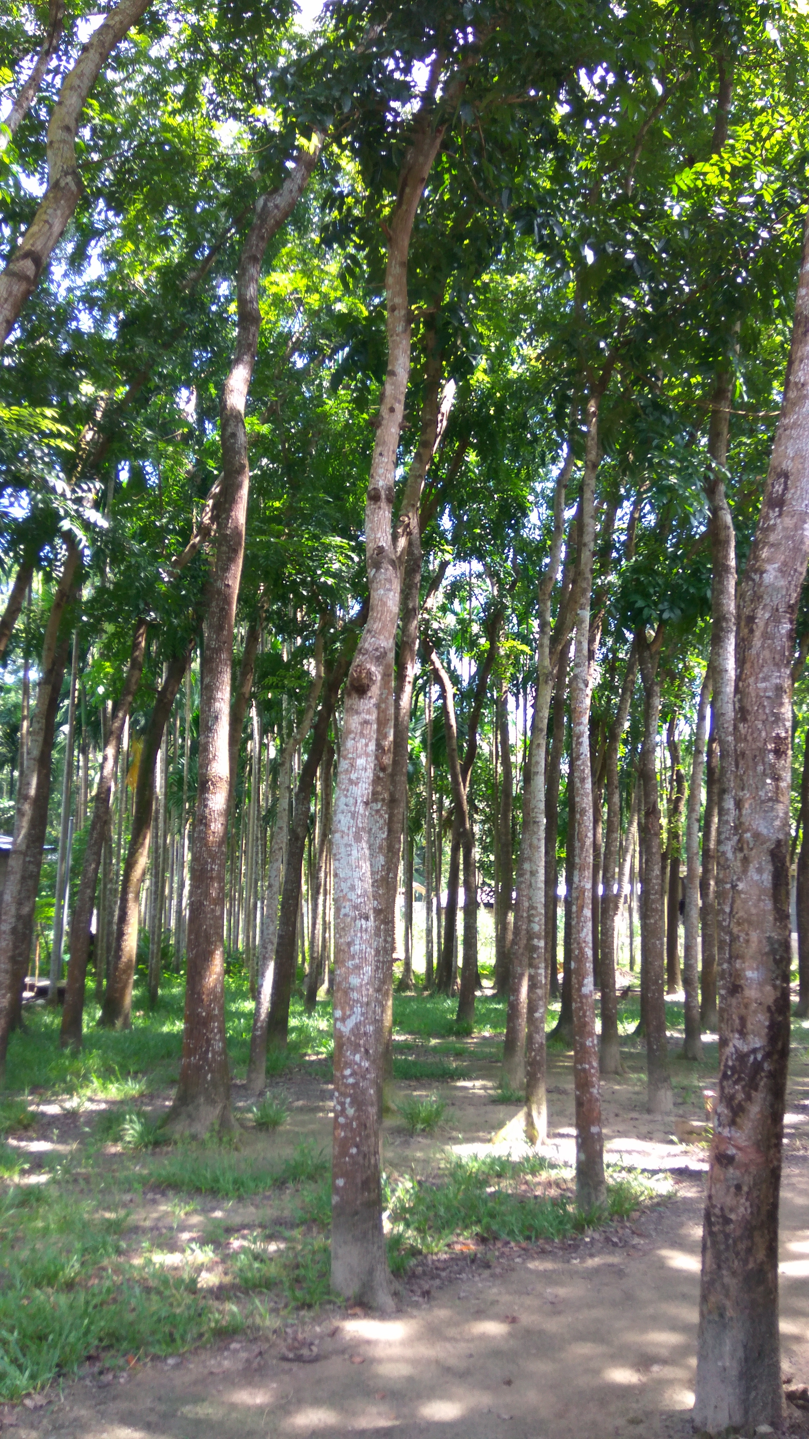 Big-leaf Mahogany (Swietenia macrophylla) · iNaturalist