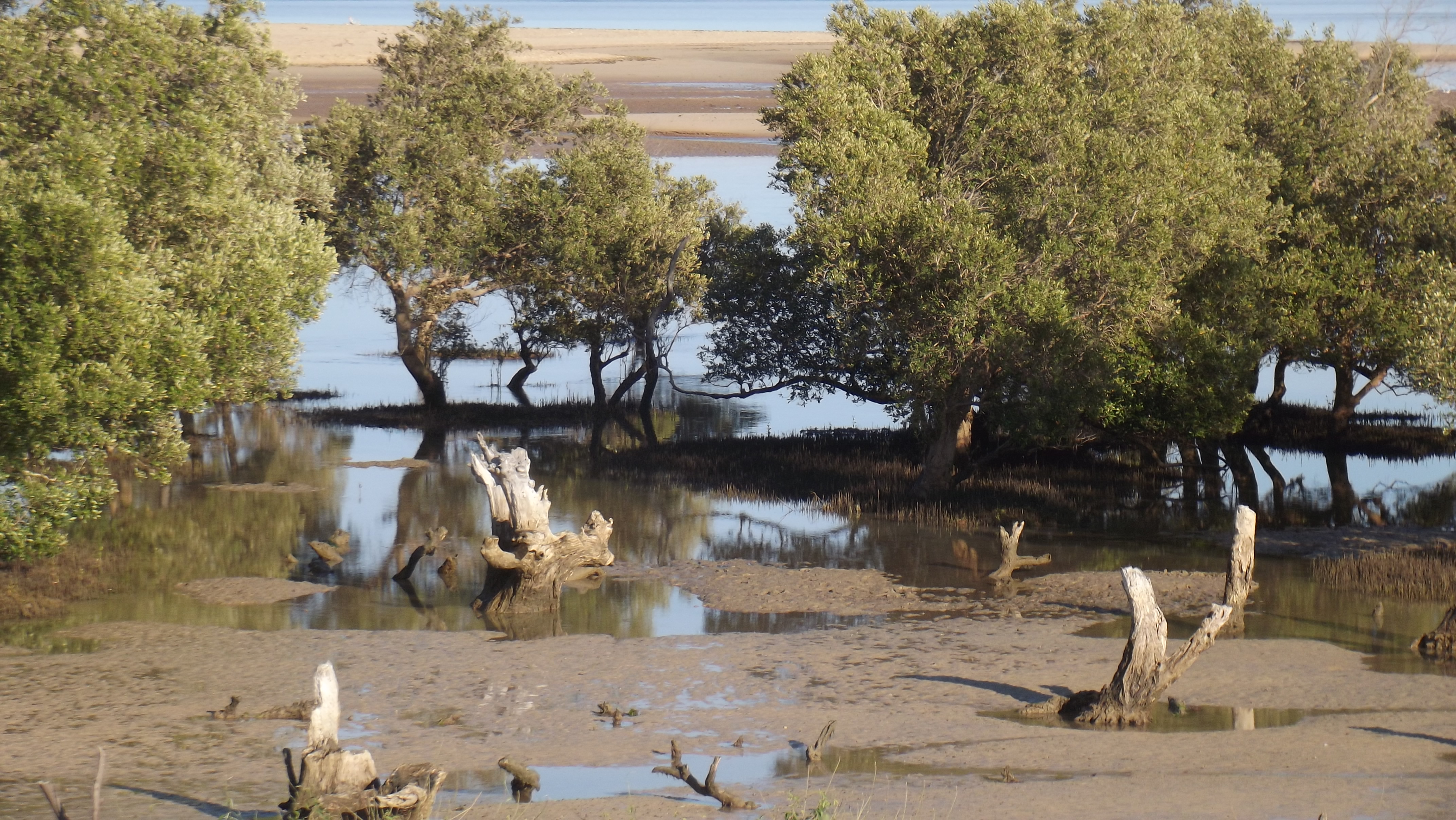 Madagascar mangroves