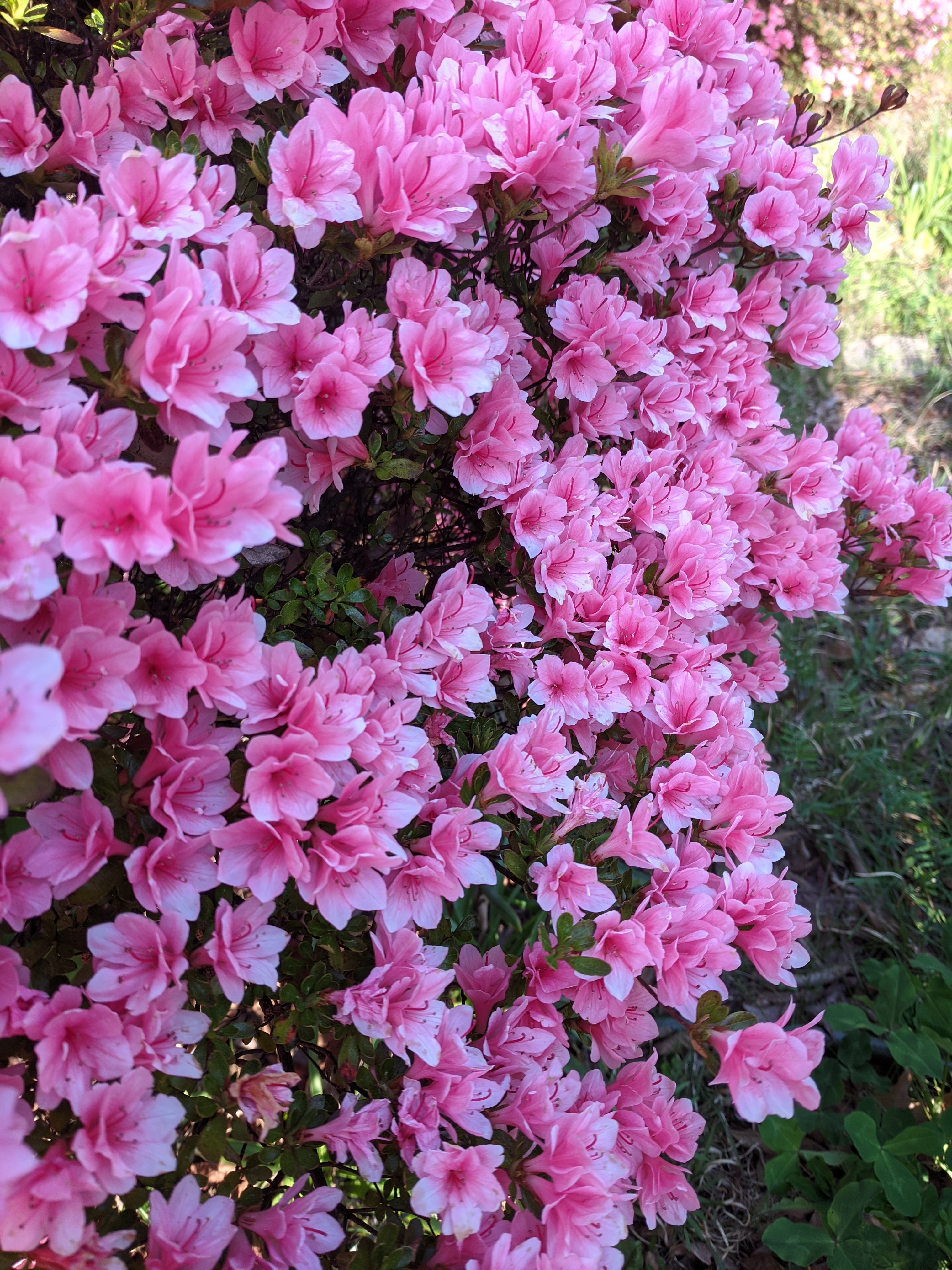 Mini_pink_azaleas_in_Maryland.jpg