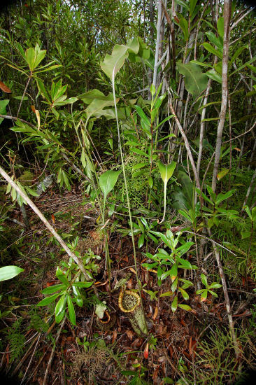 File:Nepenthes rafflesiana long tendril.jpg