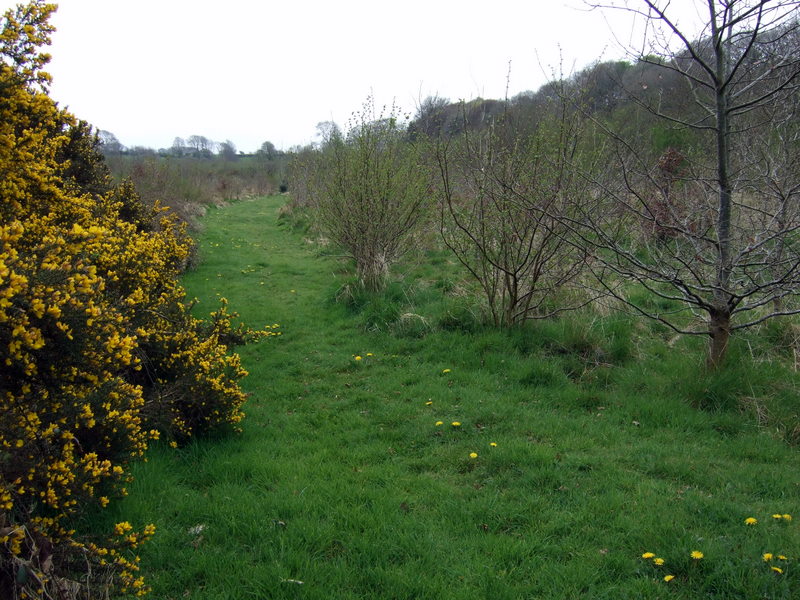 File:New plantation - geograph.org.uk - 1829286.jpg