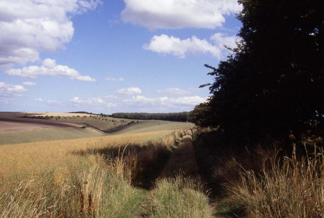 File:North Plantation - Deep Dale - geograph.org.uk - 158593.jpg