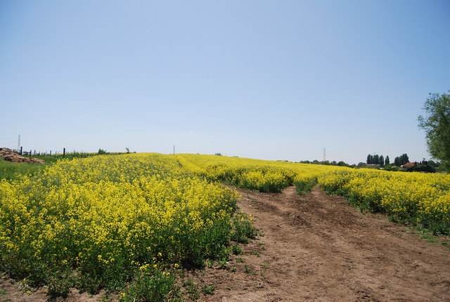 File:Oilseed rape, Lower Halstow - geograph.org.uk - 2103642.jpg