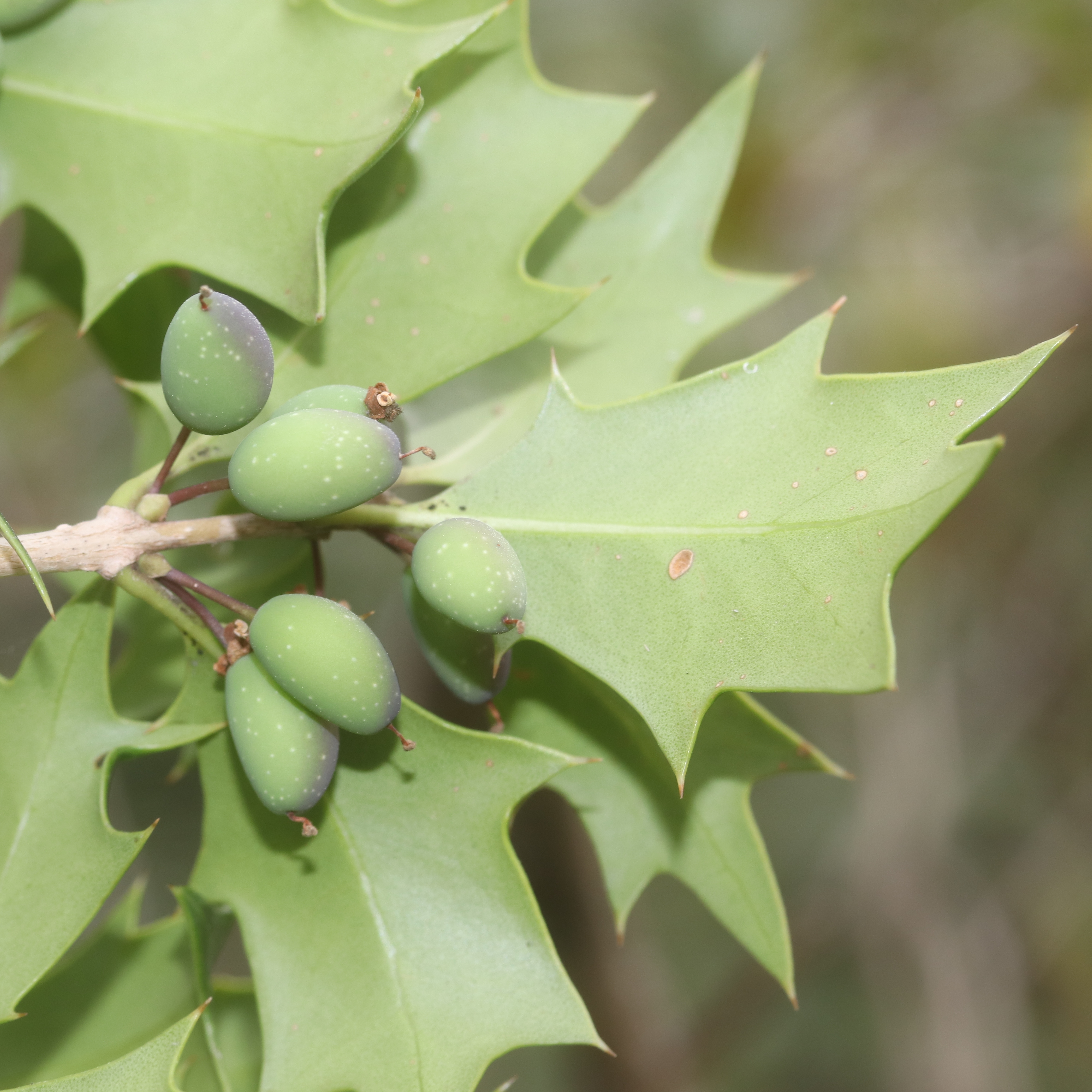 Osmanthus heterophyllus