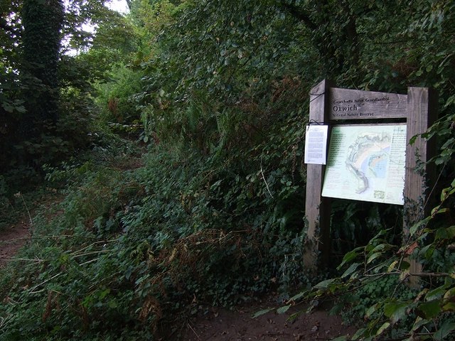 Oxwich Forest - geograph.org.uk - 1511144