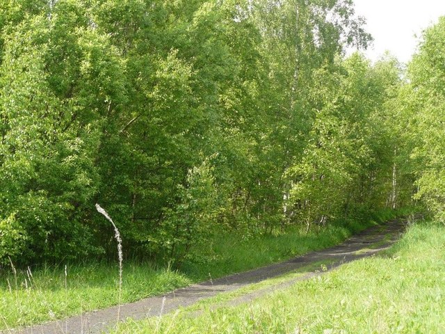 File:Path through Silver Birch trees at Toton Sidings - geograph.org.uk - 1303812.jpg