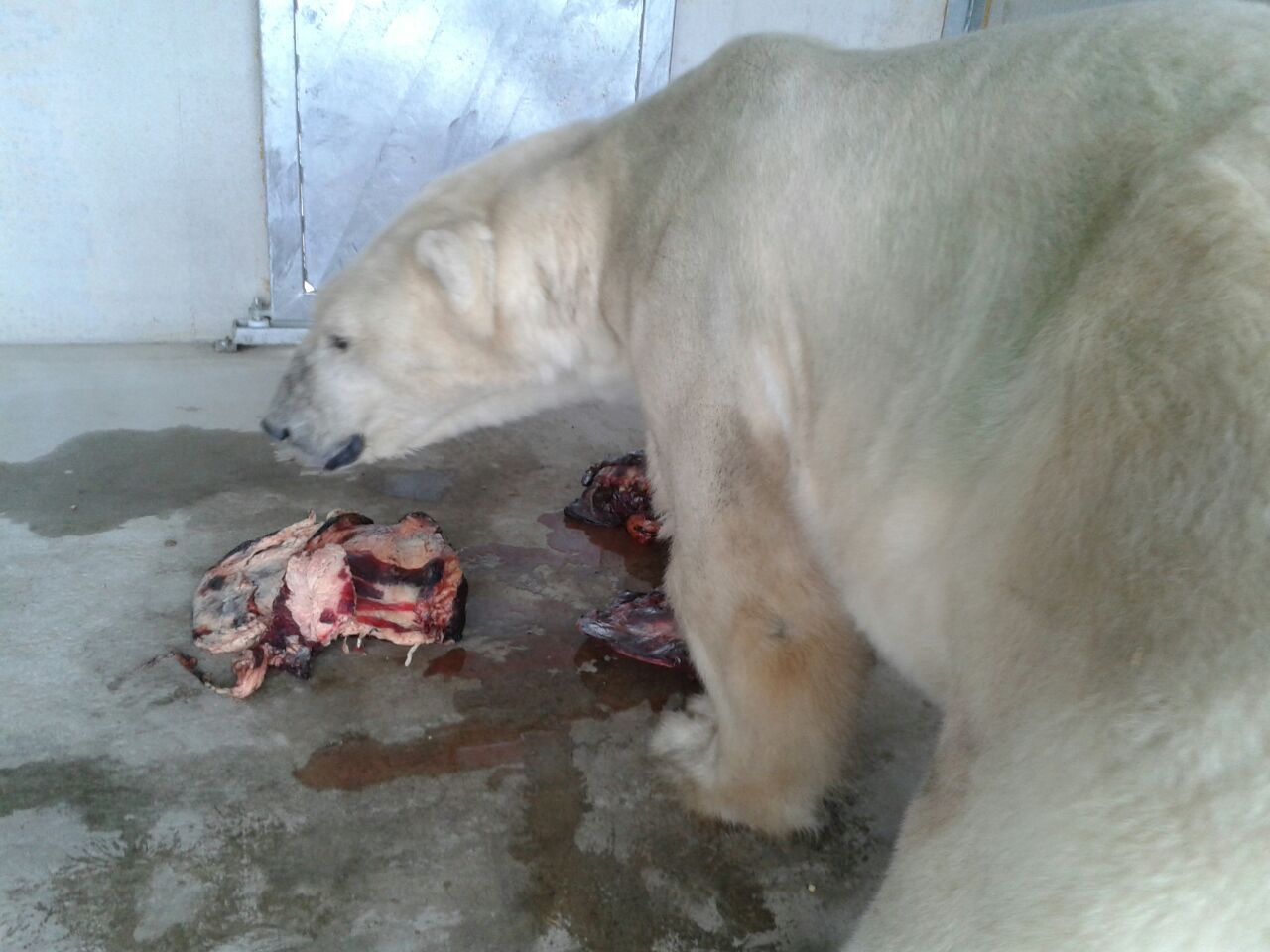 Has anybody eaten polar bear meat? What was your opinion of it