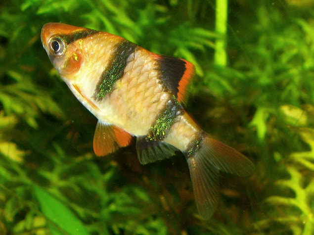 File:Puntigrus Anchisporus (78786589) (cropped).jpeg