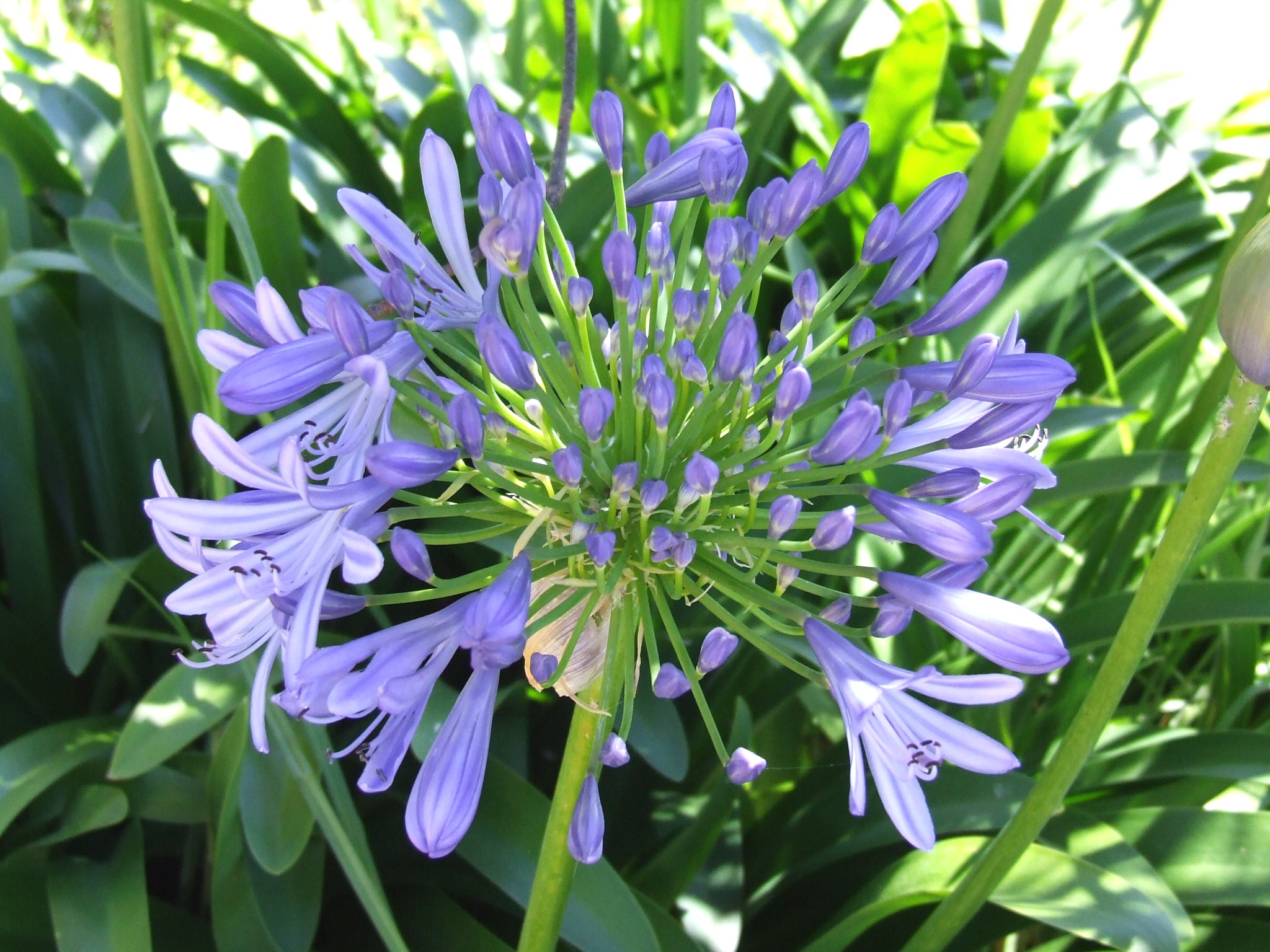 Details 100 flor del agapanthus