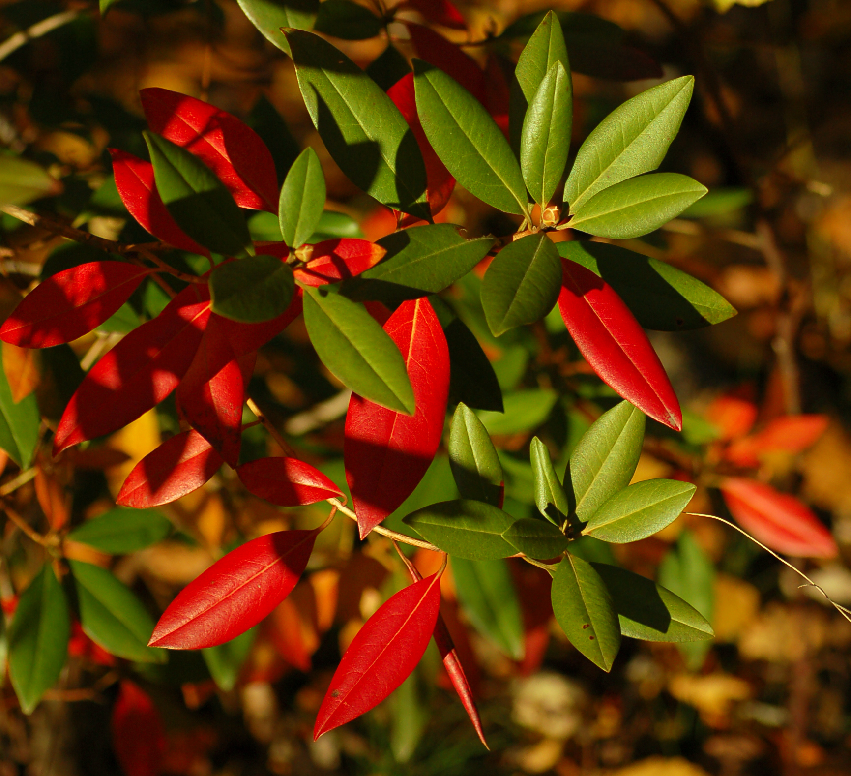 'Conewago Improved' Autumn Leaves 1731px.jpg - Wikimedia