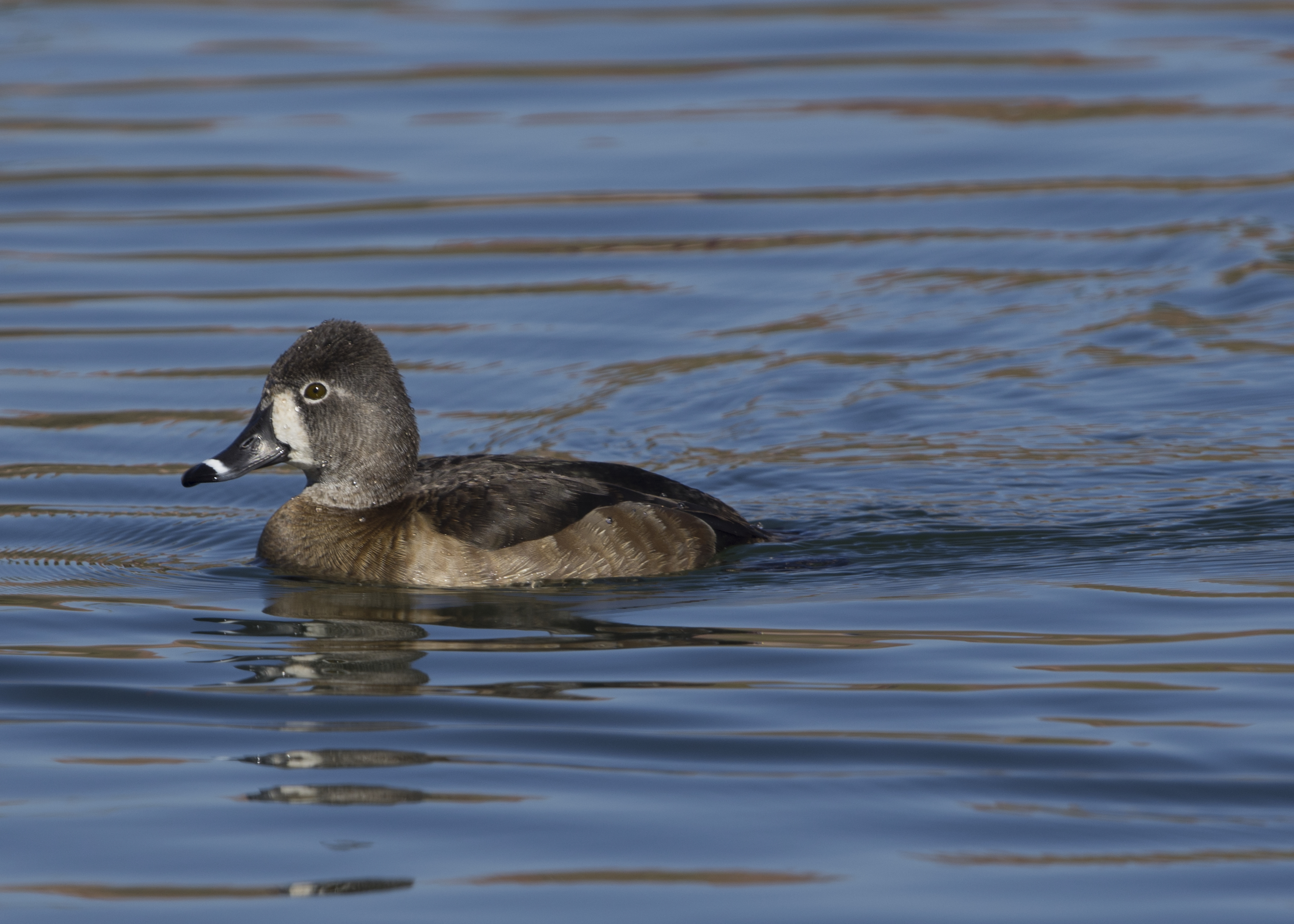 Ring-necked Duck Archives - Window to Wildlife - Photography by Jim Edlhuber