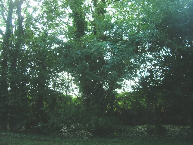 File:Roadside Hedgerow and Trees - geograph.org.uk - 1414016.jpg