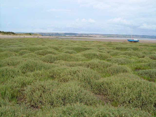 File:Salt marsh near Crow Point - geograph.org.uk - 1305026.jpg