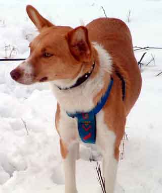 Podenco Andaluz standing in snow