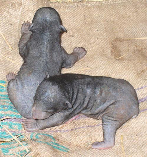 File:Sloth bear cubs by Samad Kottur.jpg