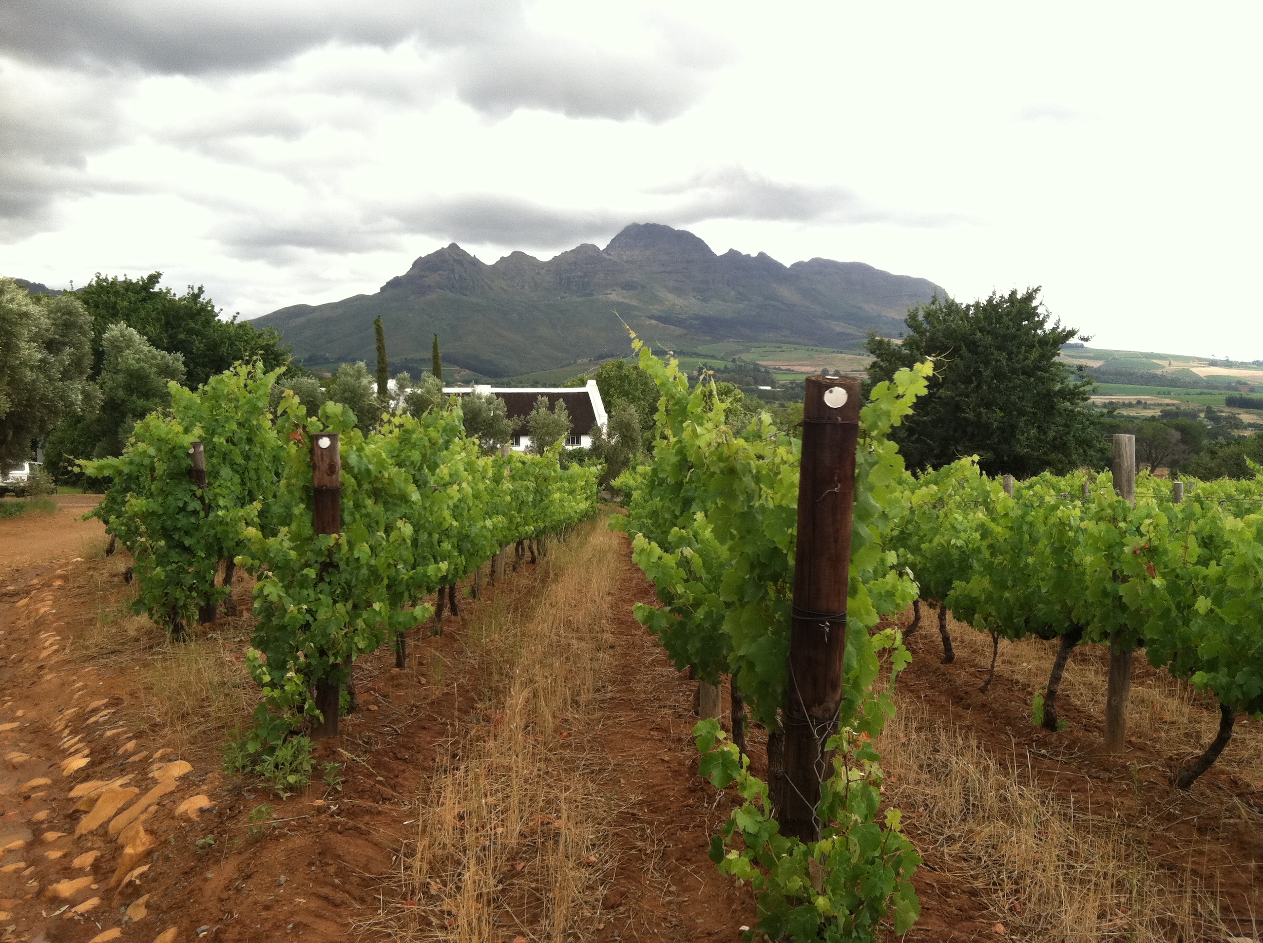 Uma tournée sul-africana do vinho