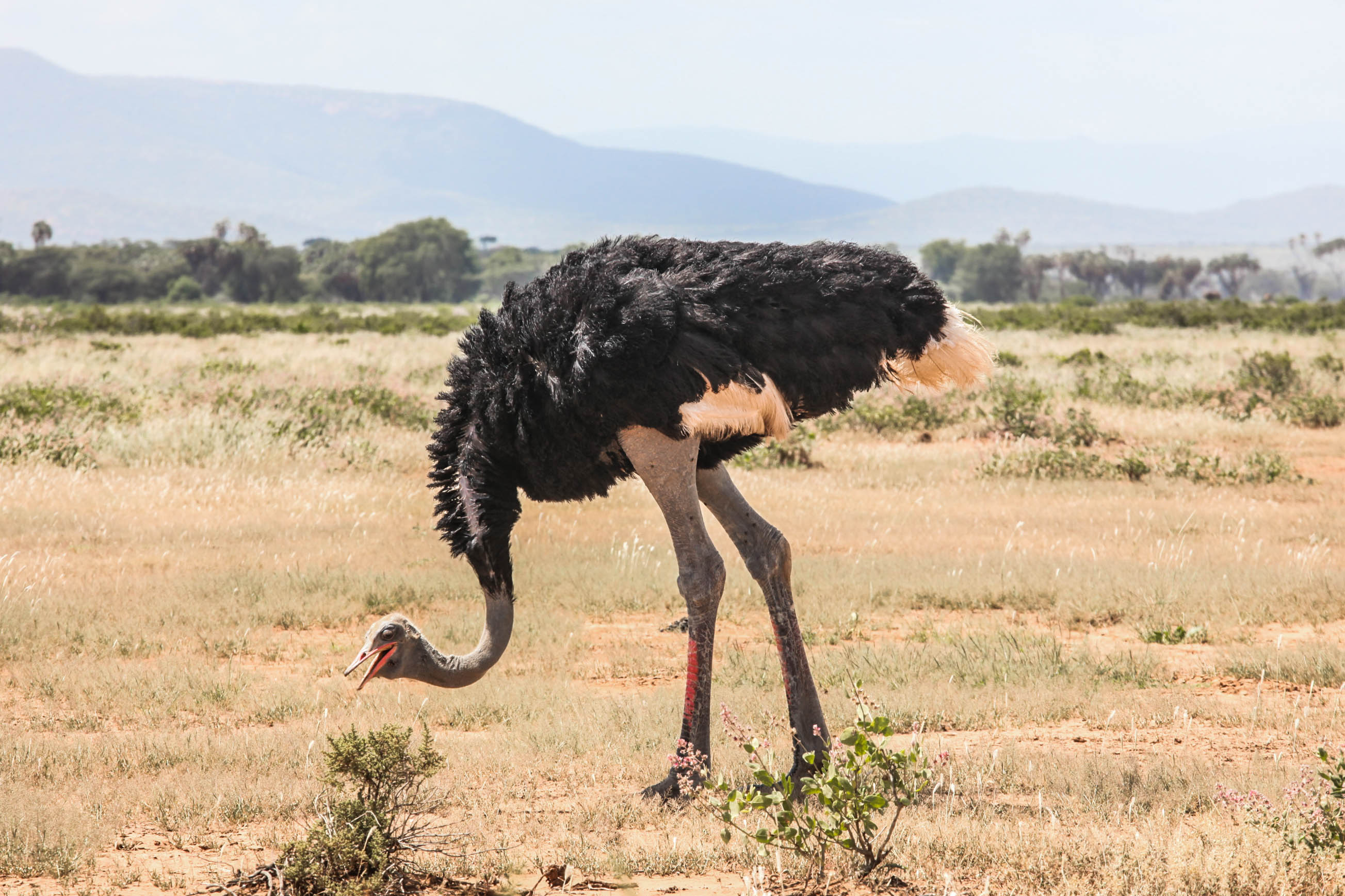 Страус ящерица. Африканский страус. Африканский страус в саванне. Черный Африканский страус. Африканский страус рост.