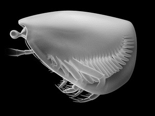 Thylacocephala Extinct group of crustaceans