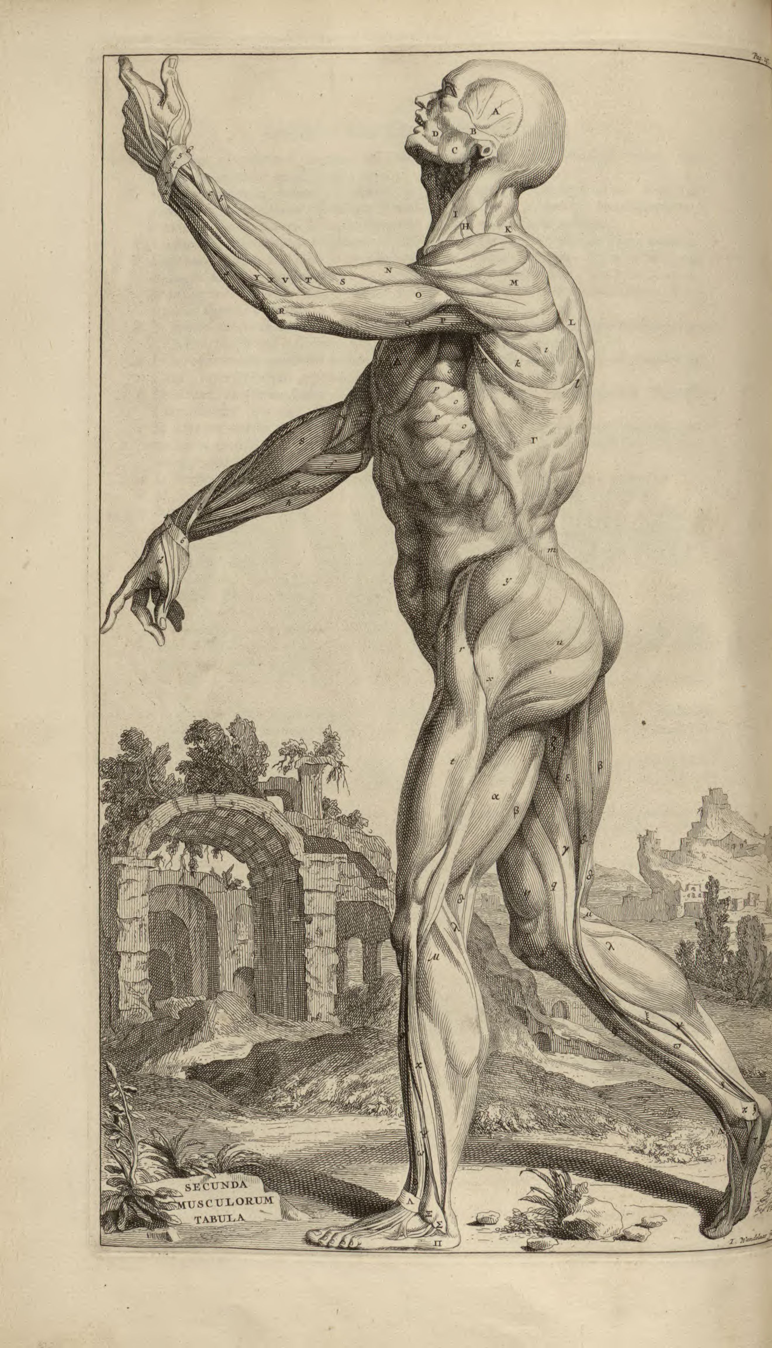 Тело возрождение. Андреас Везалий Гравюры. Анатомия человека гравюра.