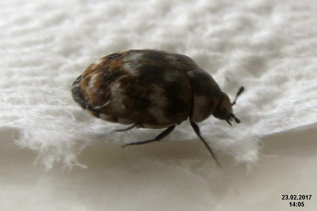 Black carpet beetle - Wikipedia