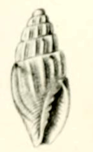 <i>Volutomitra geoffreyana</i> Species of gastropod