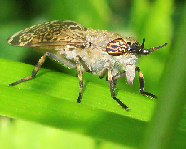 File:XN Haematopota pluvialis 00 cropped.jpg