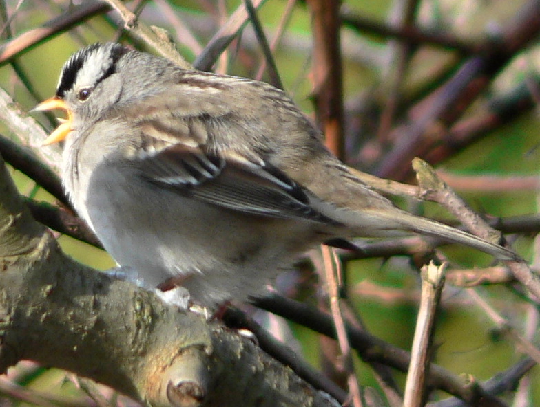 File:Zonotrichia leucophrys 30827.JPG