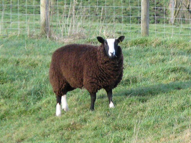 File:Zwartble sheep on Hadrian's Wall near Milecastle 29 - geograph.org.uk - 1129305.jpg