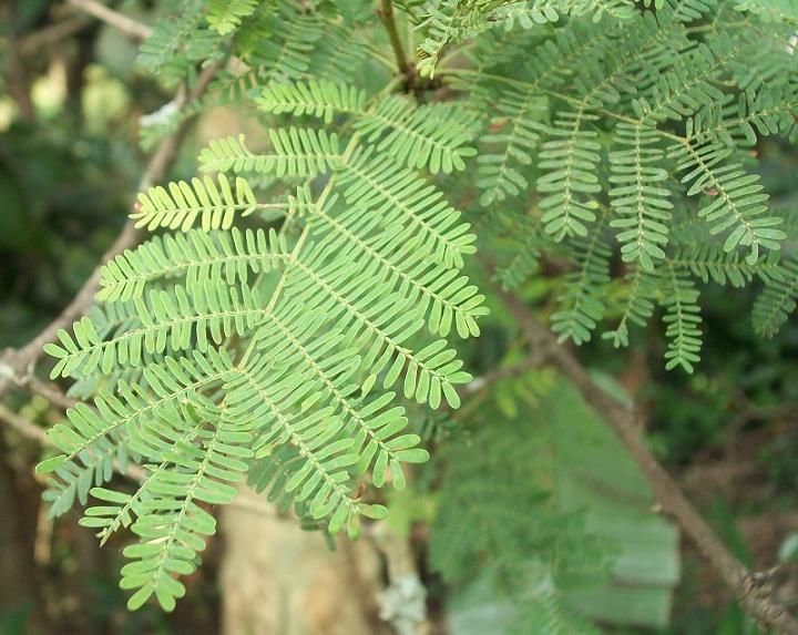 File:Acacia xanthophloea leaves.JPG