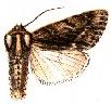 Acronicta barnesii