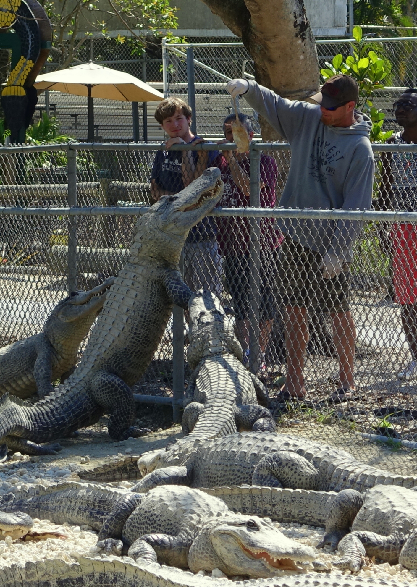Everglades Alligator Farm Homestead