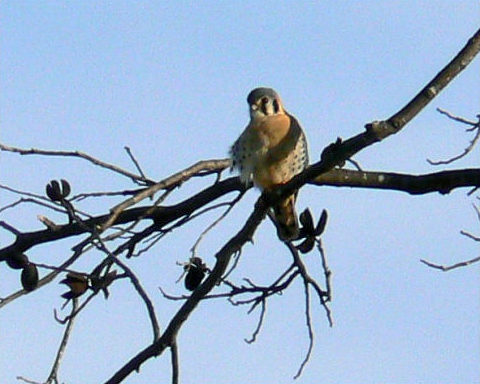 File:American Kestrel, Okmulgee, Oklahoma (367542659).jpg