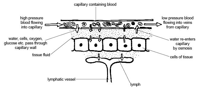 Anatomy and physiology of animals The formulation of tissue fluid and lymph from blood.jpg